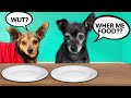 Giving Our Dogs Invisible Food to See Their Reaction! PawZam Dog