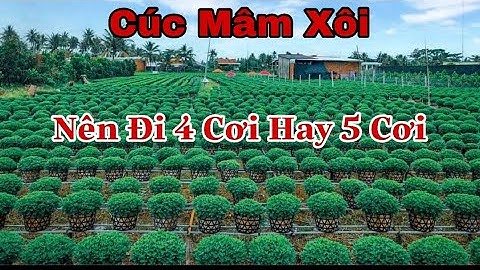 Kỹ Thuật Trồng Cúc Mâm Xôi | Nên Đi 4 Cơi Hay 5 Cơi
