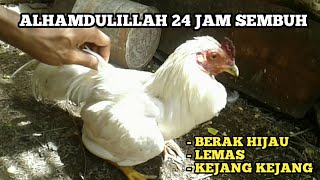 Minyak Kayu Putih Cap Ayam 12mL. 