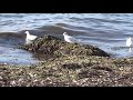 La prée la plaine sur mer 44 mp3