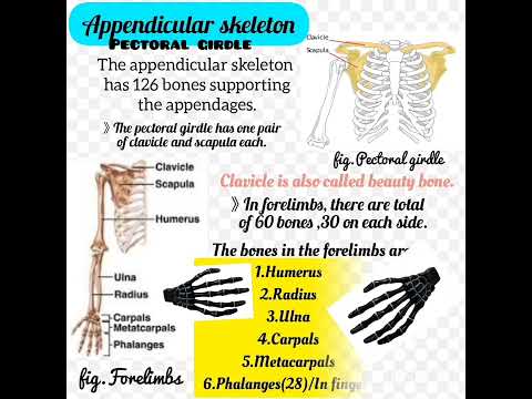 Human Skeleton system