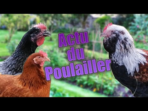 Vidéo: Six raisons de garder un coq dans votre jardin