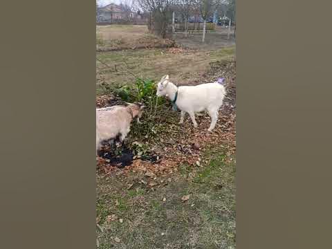 Козочки - YouTube