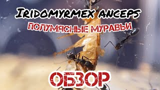 : IRIDOMYRMEX ANCEPS - .   ! 