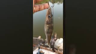 #hook #fishing #indian #angling