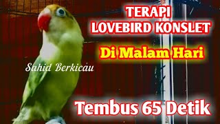 Terapi Burung Lovebird ngekek panjang di malam hari full emosi dan Konslet. dijamin langsung Nyaut.