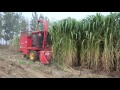 Napier grass king grass cutter silage harvester for animal feed working video