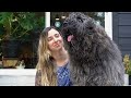 Grooming a Bouvier des Flandres - Werebear style の動画、YouTube動画。