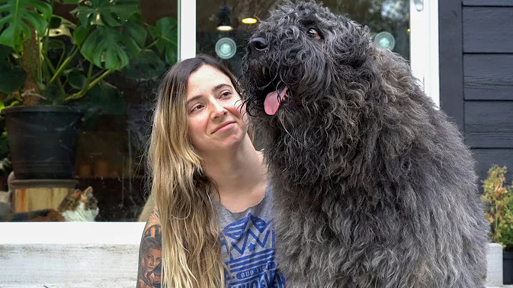 Grooming a Bouvier des Flandres - Werebear (Bison?...