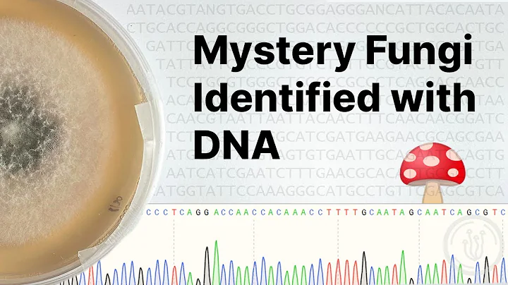 DNA Barcoding Fungi at Home: Sequencing, Analysis and Identifying Fungi