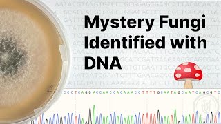 DNA Barcoding Fungi at Home: Sequencing, Analysis and Identifying Fungi screenshot 5