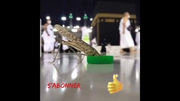 سورة الناس بتلاوة قارئ عبد الباسط عبد الصمد