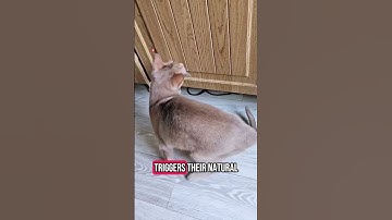 "Why Are Cats So Obsessed With Laser Pointers?"🐾