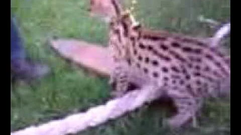 Watch the video about Serval Cat (Africa) Mogo Zoo NSW