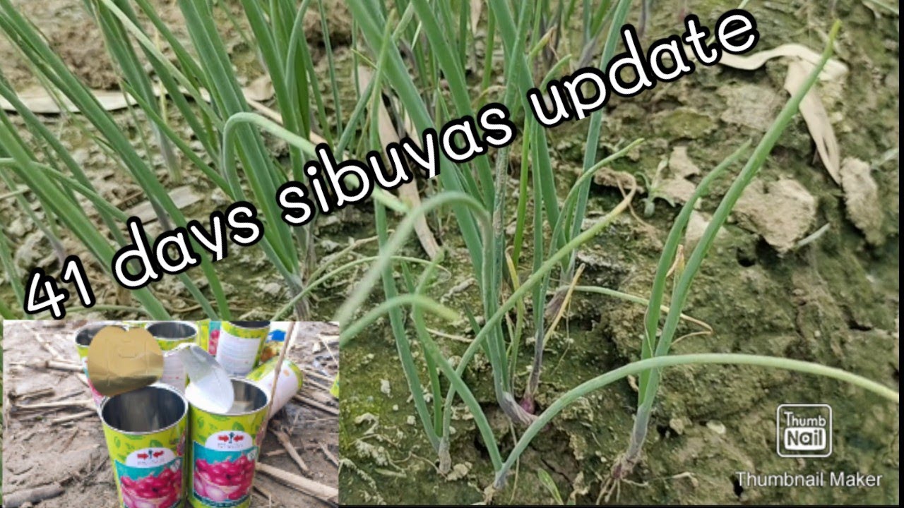 Update sa 41 days sibuyas farming sa pangasinan Red Onion YouTube
