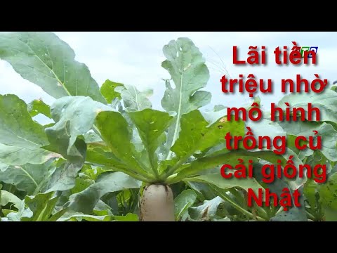 Video: Khi trồng củ cải: chăm sóc, vệ sinh, giống và các đặc tính hữu ích