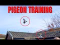 Amazing training flight for my racing pigeons