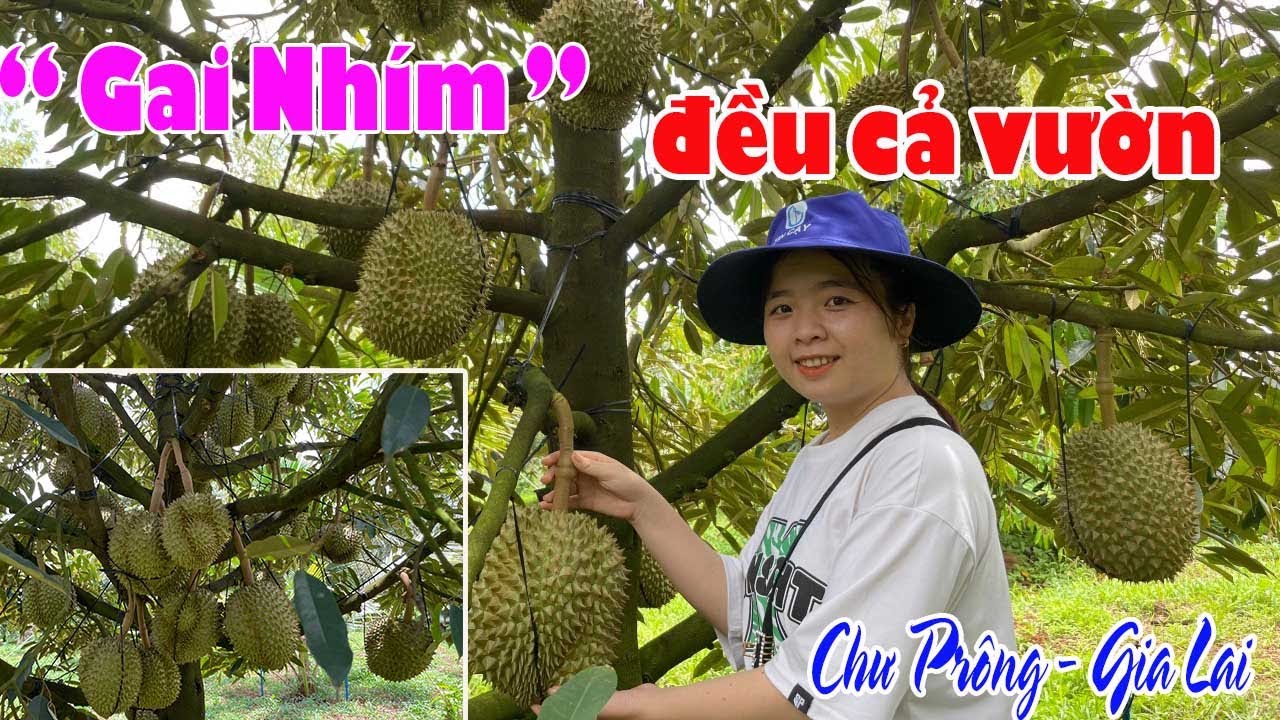 VƯỜN SẦU RIÊNG GAI NHÍM, THẤY MÀ MÊ  - TẬP 1