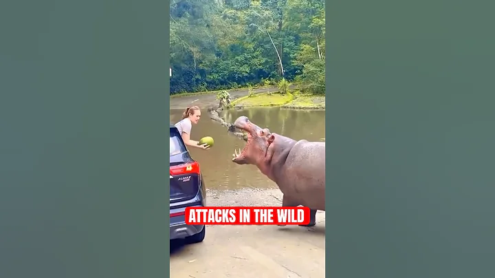 5 Craziest Animals People Met In The Wild thumbnail