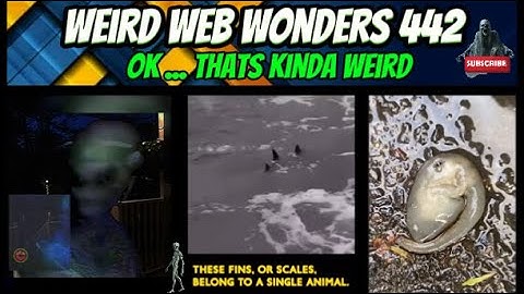 weird web wonders 442