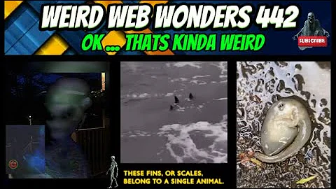 weird web wonders 442
