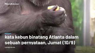 Kawanan Gorila di AS Positif Covid 19, Pihak Kebun Binatang Bergegas Vaksinasi dengan Vaksin Khusus