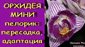 Орхидеи,узамба́рские фиалки,Самара🌺