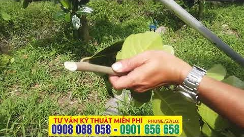 Khi nào cắt đọt mít - cao bao nhiêu là cắt - Chăm sóc mít vào mùa mưa CẦN CHÚ Ý