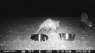 Opossum Chases Fox