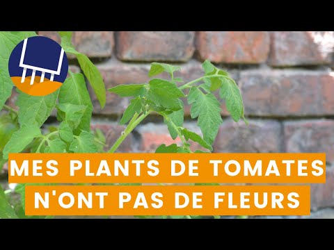 Vidéo: Le plant de tomate ne produit pas : le plant de tomate fleurit mais aucune tomate ne pousse