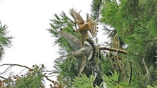 Sparrowhawk chicks learning to hunt 4k