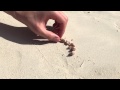 People on the beach help homeless hermit crab find a new shell