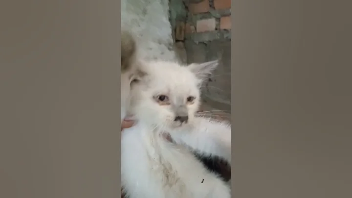 Video 10190521: kucing cat kitten persia, cat kucing kitten cute, cat funny kitten kucing