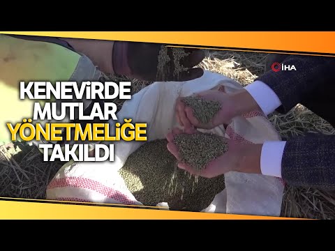 Kenevirde Umutlar Yönetmeliğe Takıldı