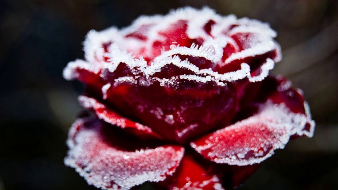 Frozen rose flower (HD1080p) YouTube