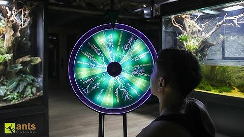 I Created a Wheel to Choose the Fate of My Giant Rainforest Vivariums