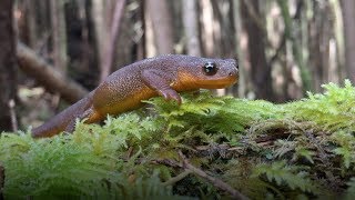A Cute Newt with a Toxic Superpower