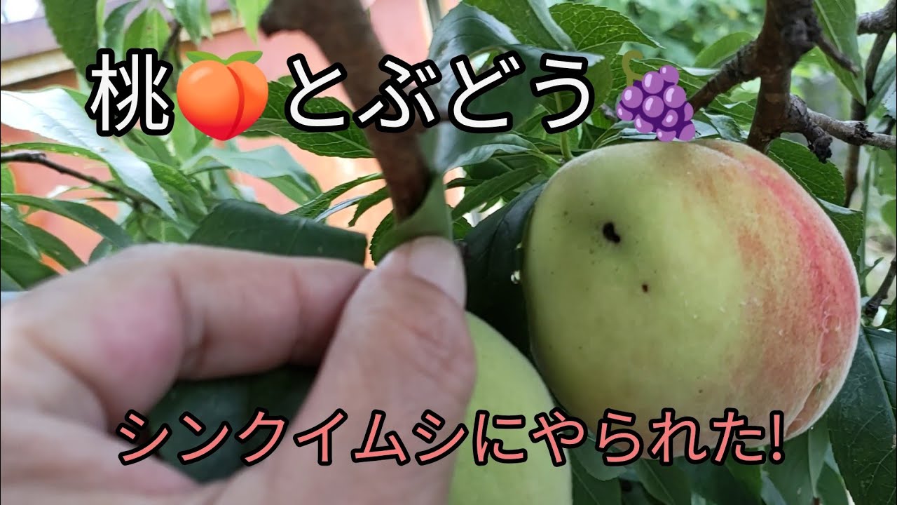 桃🍑とぶどう🍇虫（シンクイムシ）にやられてしまう！？