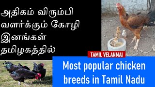 Información Most popular Chicken breeds in Tamilnadu || Tamil Velanmai Noticias