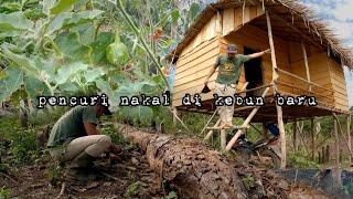Download Lagu Pencuri masuk ke kebun merusak tanaman terong dan tomat warta petani muda hidup di hutan MP3 Download Lagu Pencuri masuk ke kebun merusak tanaman terong dan tomat warta petani muda hidup di hutan MP3