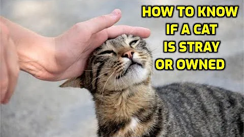 How To Tell If A Stray Cat Belongs To Someone