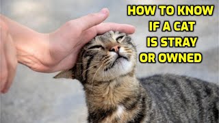 How To Tell If A Stray Cat Belongs To Someone