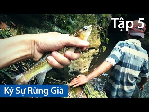 Video: Cá Rừng