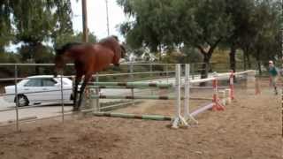 free jumping 3'9