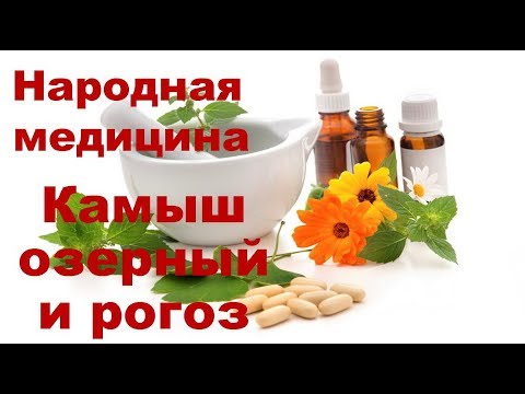 Камыш озерный и рогоз. Рецепты лечения и противопоказания. Чем полезен