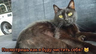 Посмотришь как я буду чистить себя? 😸