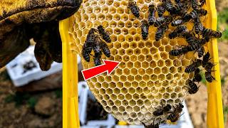 How I Got a Quality Queen from a Mini Mating Nuc (Full Process Until First Eggs)