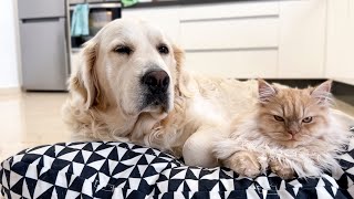 Cutest Golden Retriever and Cat Fighting Against Sleep