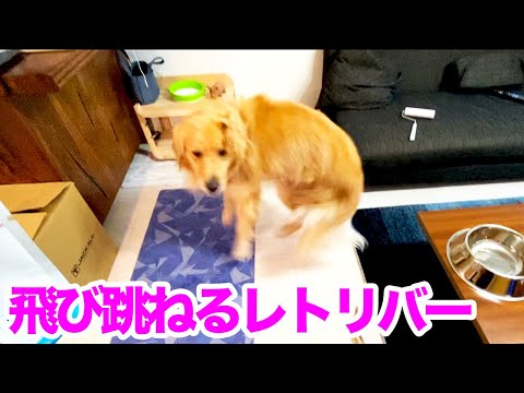 超絶ハイテンションのゴールデンレトリバー！！