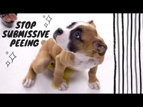Video: Spænding piddling i en hund